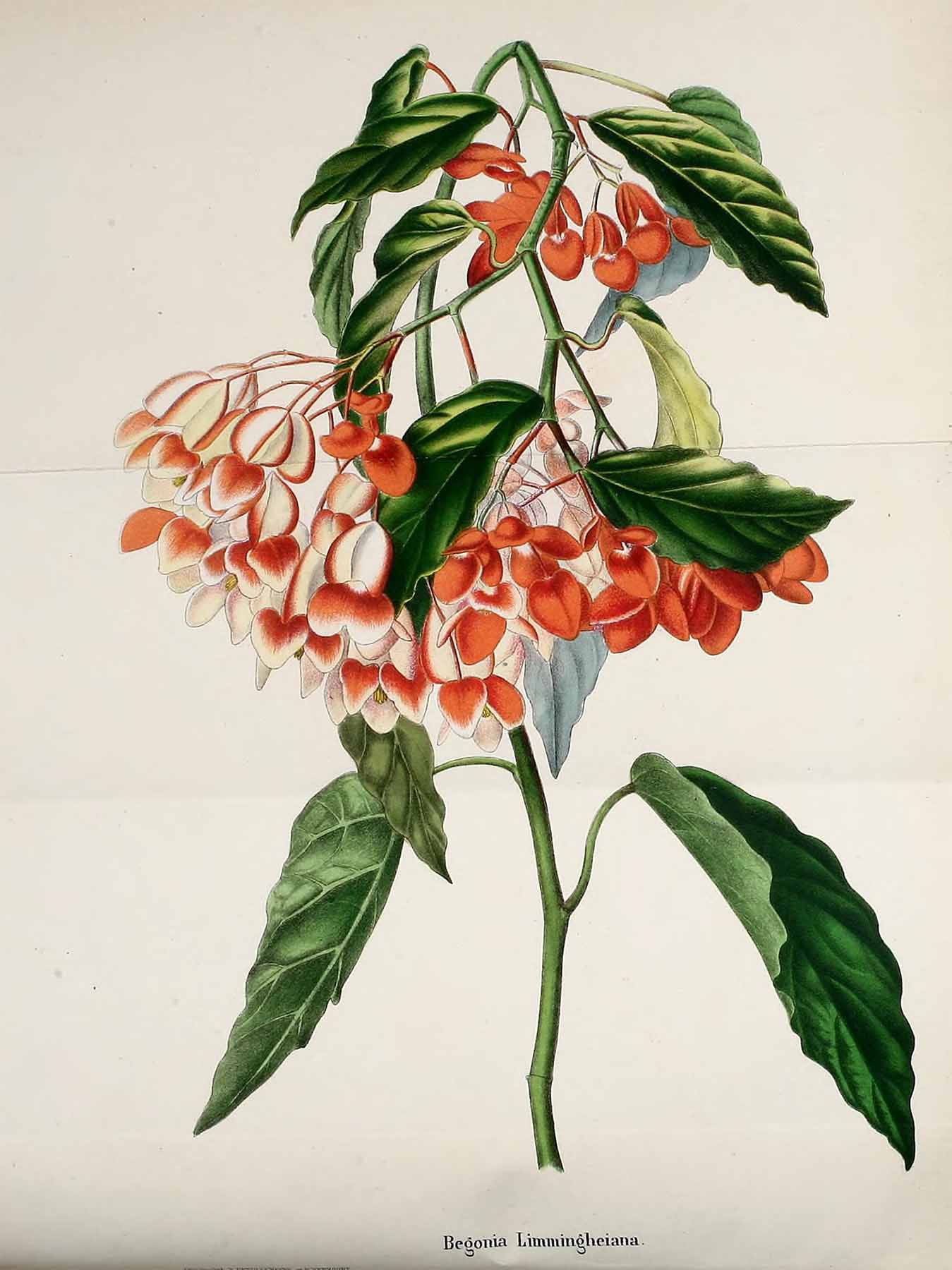 B. ‘Comte Alfred de Limminghei’